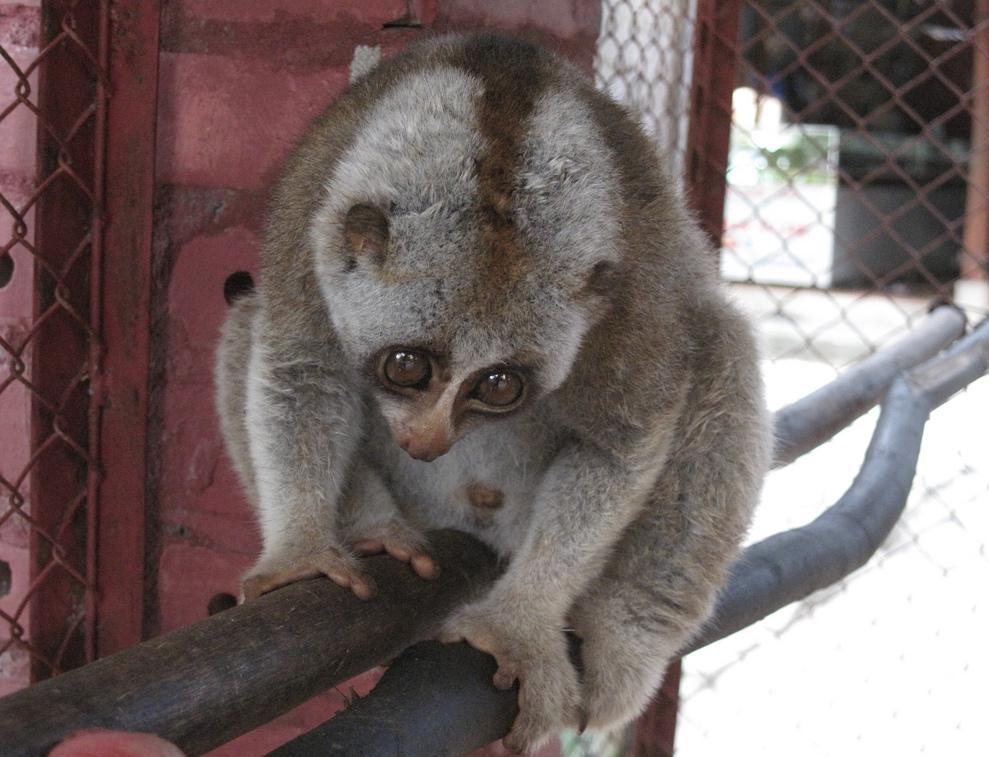 Some consider the Sunda slow loris to be a vulnerable primate.