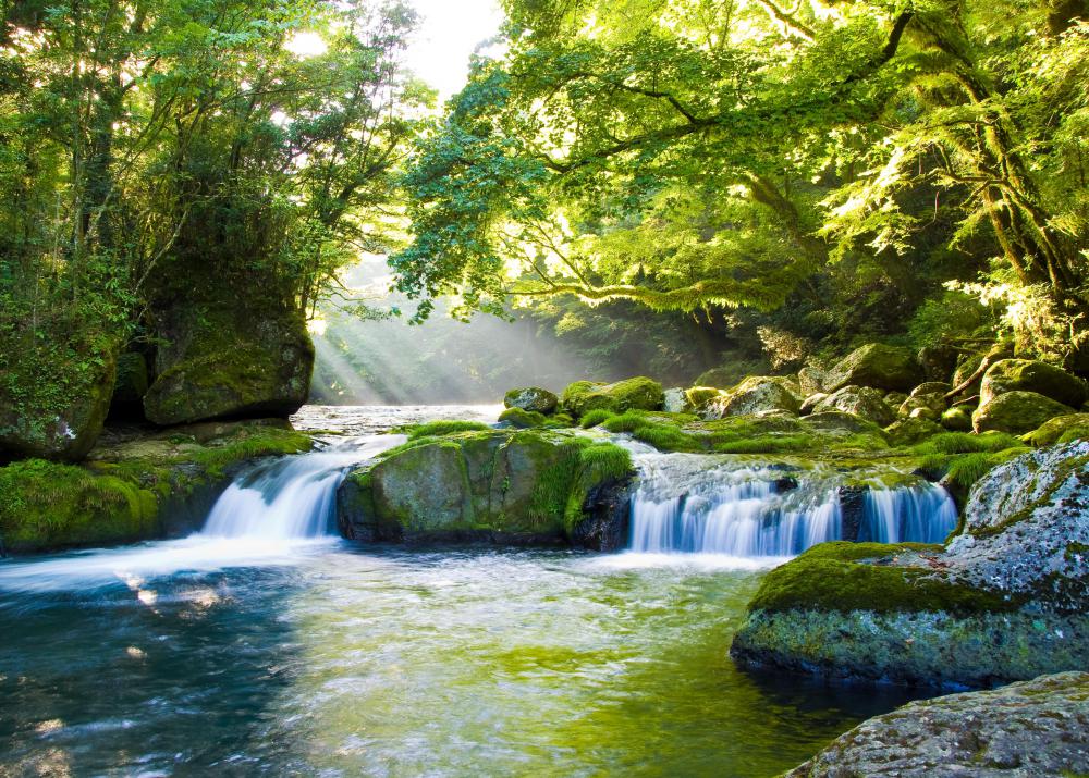 Trout require clean and free flowing water.