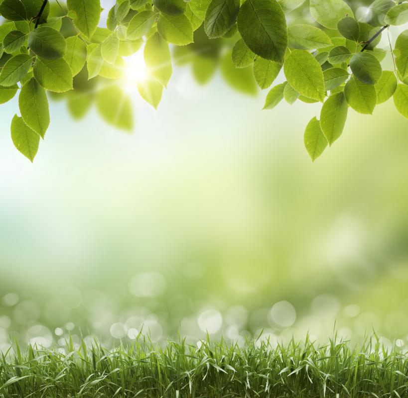 Chlorophyll is known for giving plants their green color.