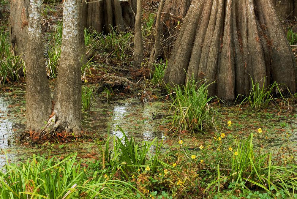 Moccasin snakes commonly inhabit swamps.