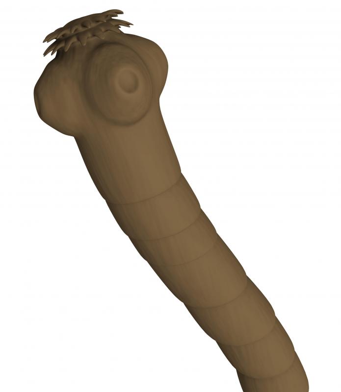 Symptoms of a tapeworm infection include itching around the cat's anus and malnutrition.