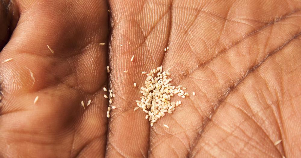 Grains of teff are extremely small.
