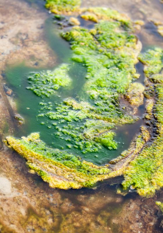 Algaculture is the process of growing certain types of algae.