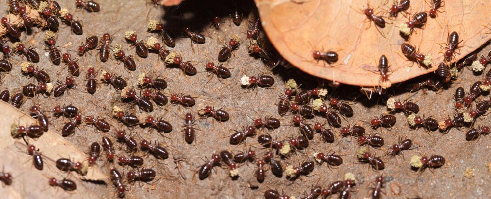Flying termites can be difficult to remove from homes.