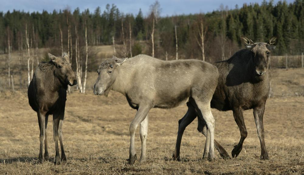 European moose are known as elk, not to be confused with the elk of North America, which are a different species.
