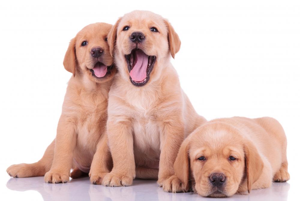 Dogs are the second most popular pets.