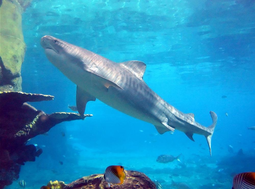 Stripes often cover the sides of juvenile tiger sharks.