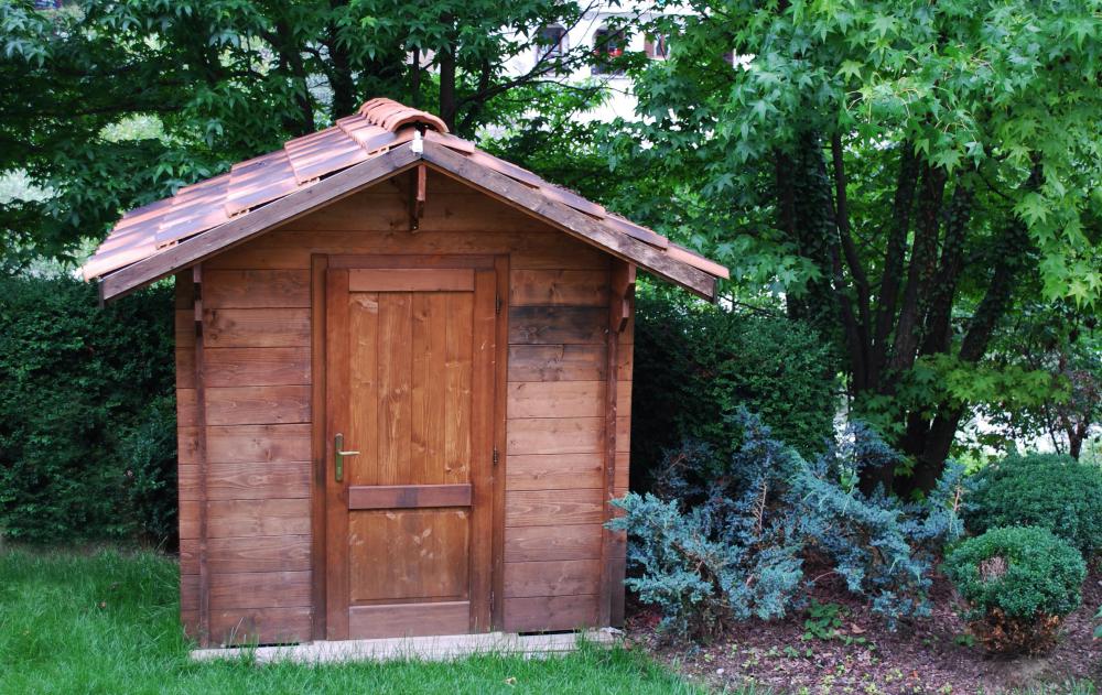 Huntsman spiders often inhabit outdoor sheds.