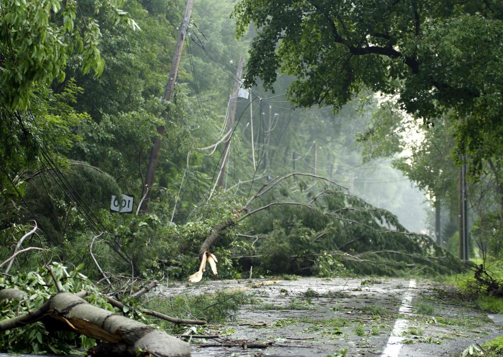 Foresters can use timber cruising to detect damage from storms.