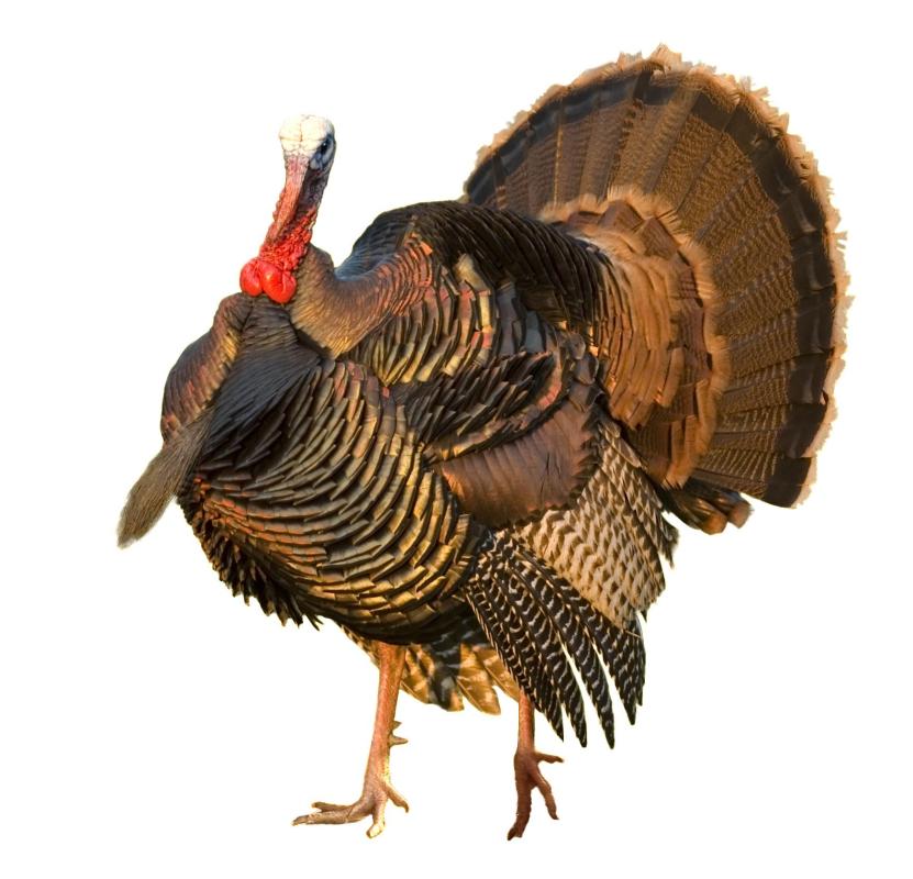 A wild turkey.
