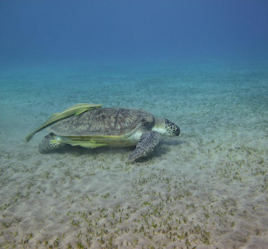 Sea turtles feed on seagrass, ensuring that the plant doesn't overwhelm the ocean floor.