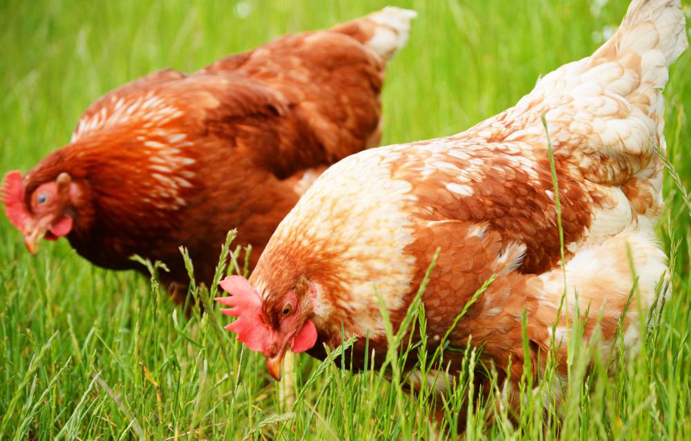 Many animal welfare groups would like to see all chickens to be allowed to live natural lives outdoors and not be confined.