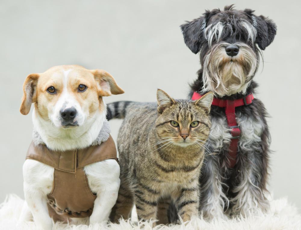 Pet insurance can help reduce the cost of veterinarian bills.