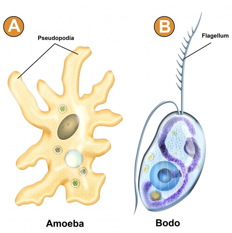 The Mimivirus first was discovered on amoebas.