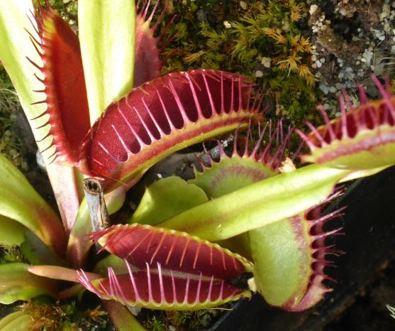The Venus flytrap has the ability to "count" to at least the number 2.