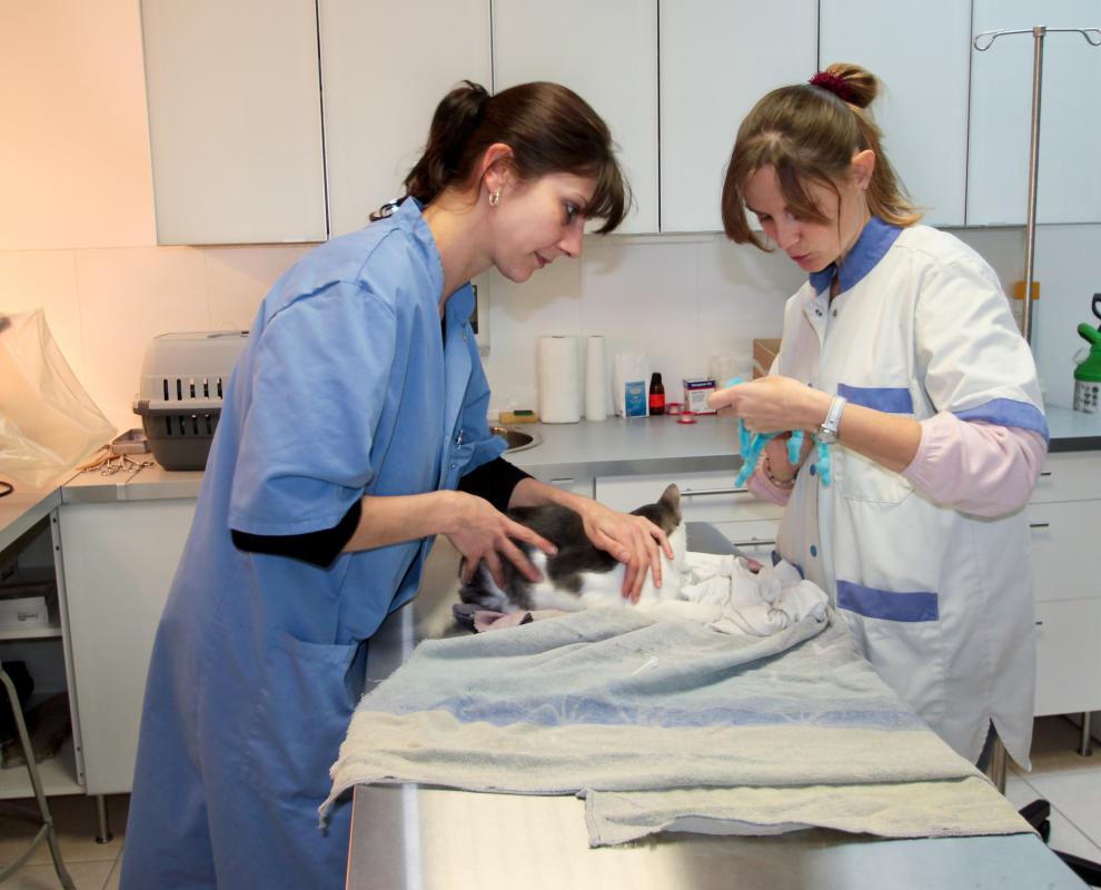 A vet might recommend giving a pet low doses of human medication.