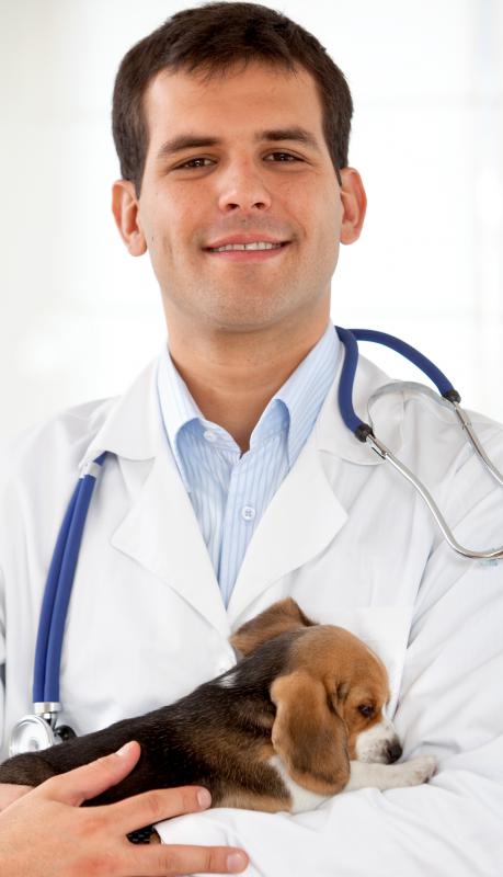 Dogs should be taken to the vet on a regular basis.
