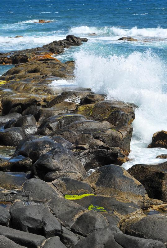 Lichen can be found on cliffsides near salty ocean spray.
