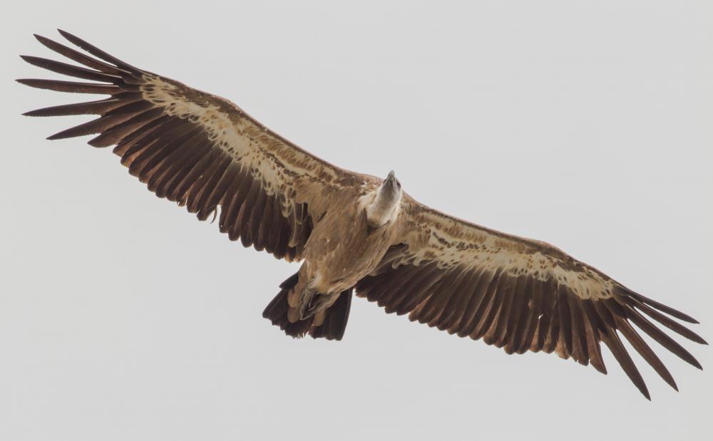 A vulture is a type of detrivore, scavenging on animals that have already died.
