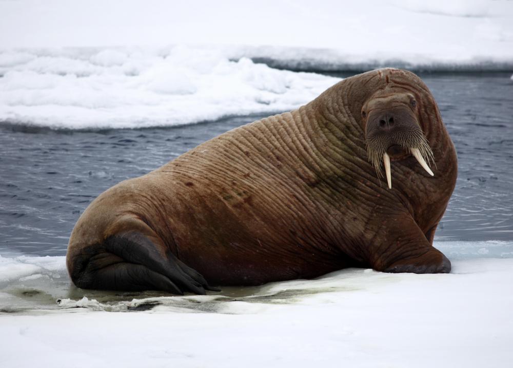 The walrus, which uses layers of blubber to keep warm, is only adapted to arctic environments.