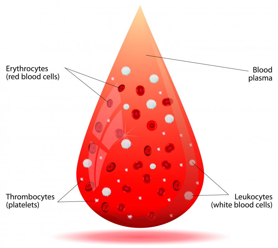 Dog bite victims may benefit from blood and plasma transfusions in more severe cases of infection.