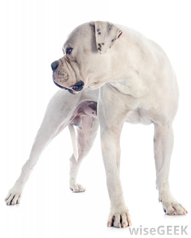 Victorian Bulldogs are larger and more athletic than the modern English Bulldog, and are typically solid white, red, brindle, or fawn.