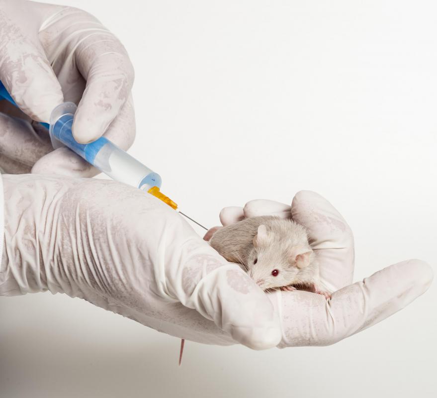 Drugs and vaccines are often tested on rats and mice.
