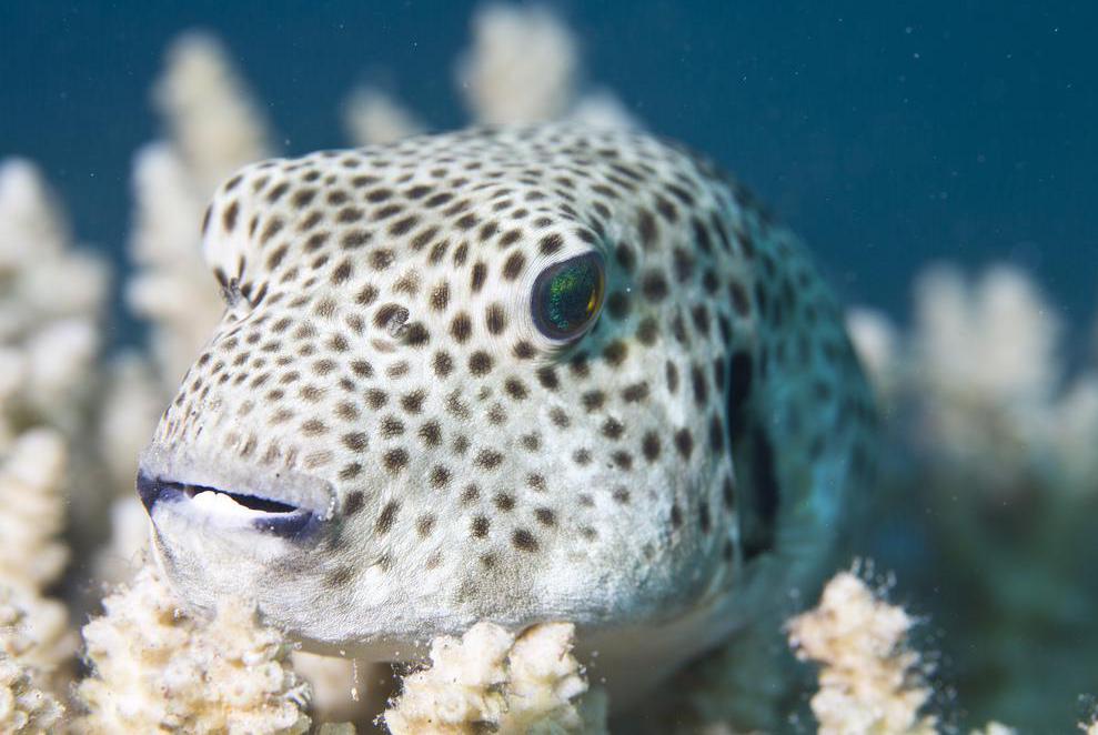 "Fugu" is the Japanese word for blowfish.