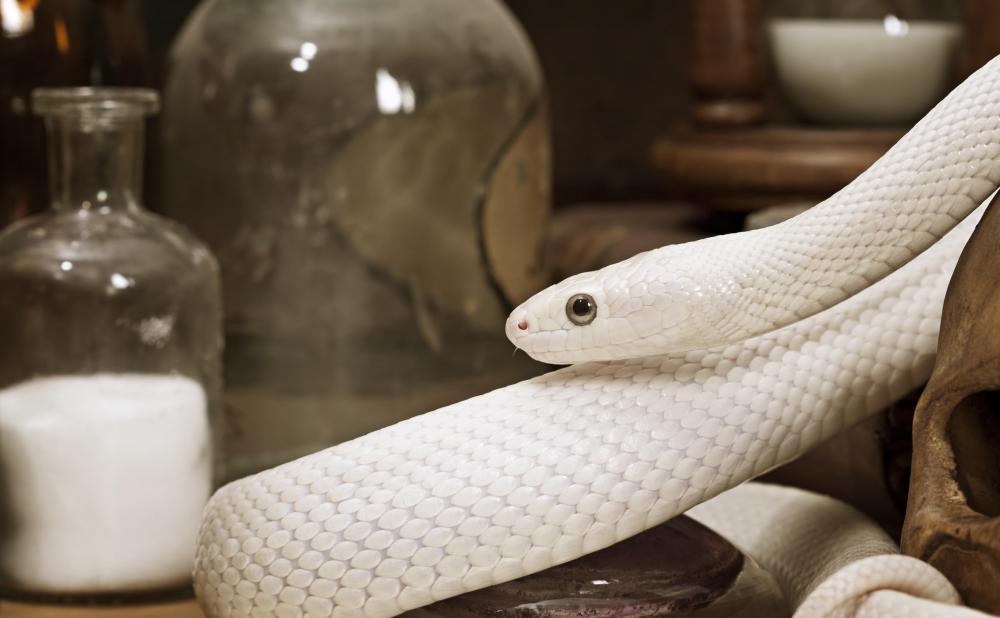 A snake might try to sneak into a house for winter.
