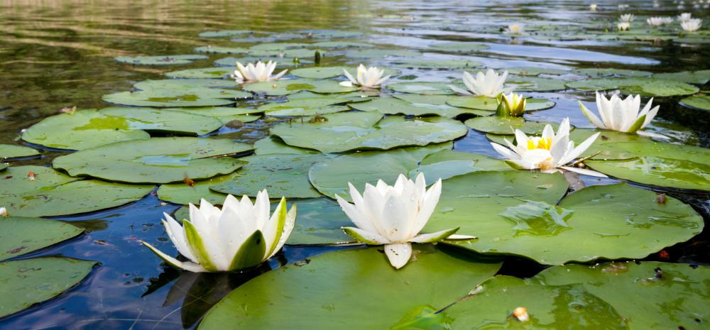 Water lilies are a type of wetland vegetation.