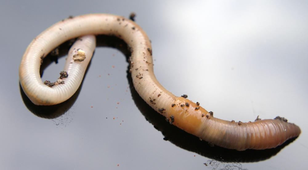 Juvenile snakes will often eat earth worms.