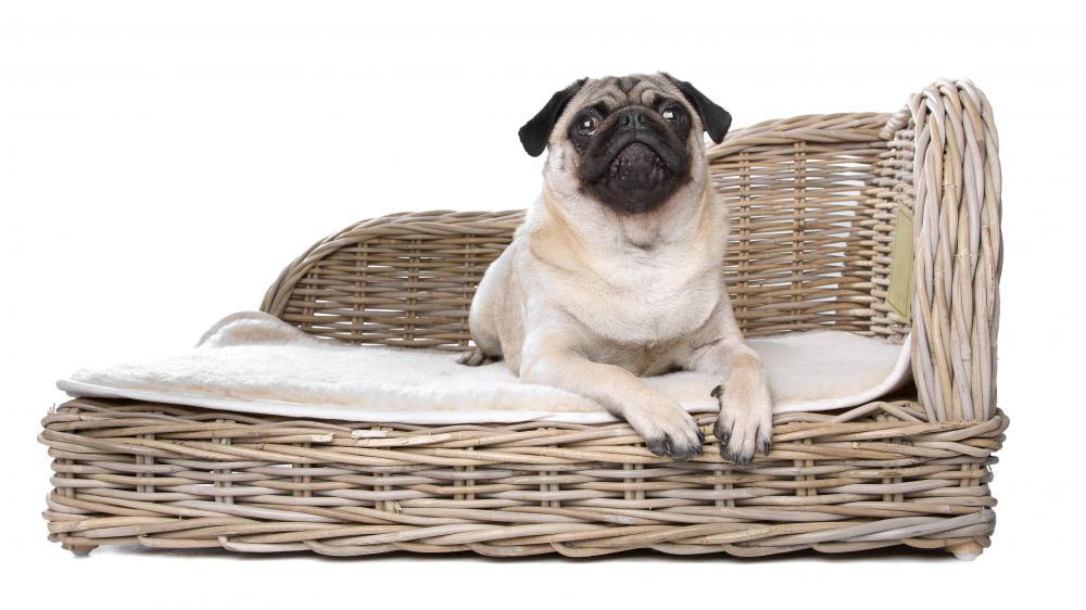 A pug on a wicker dog bed.