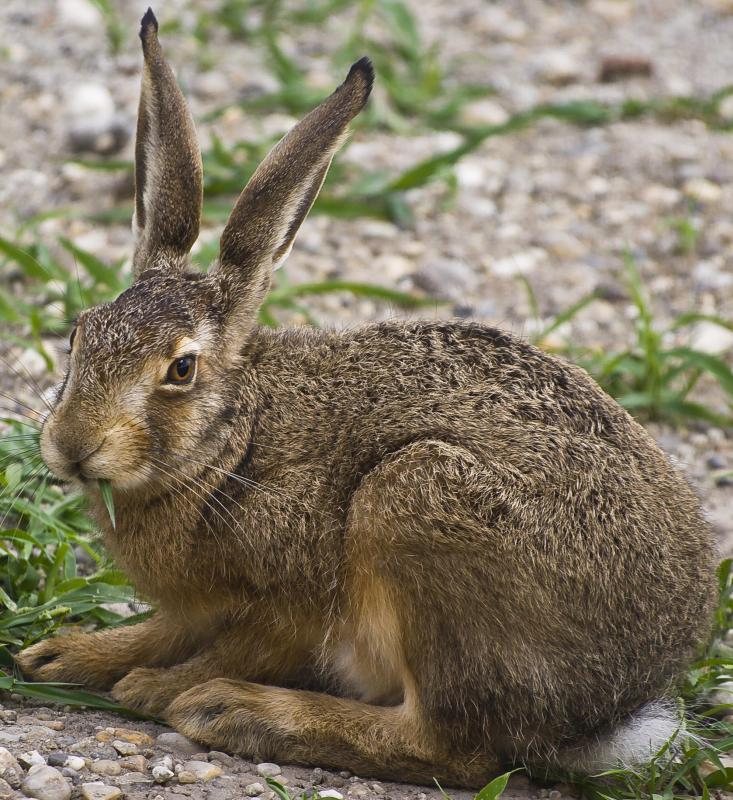 No species of hares have been domesticated.