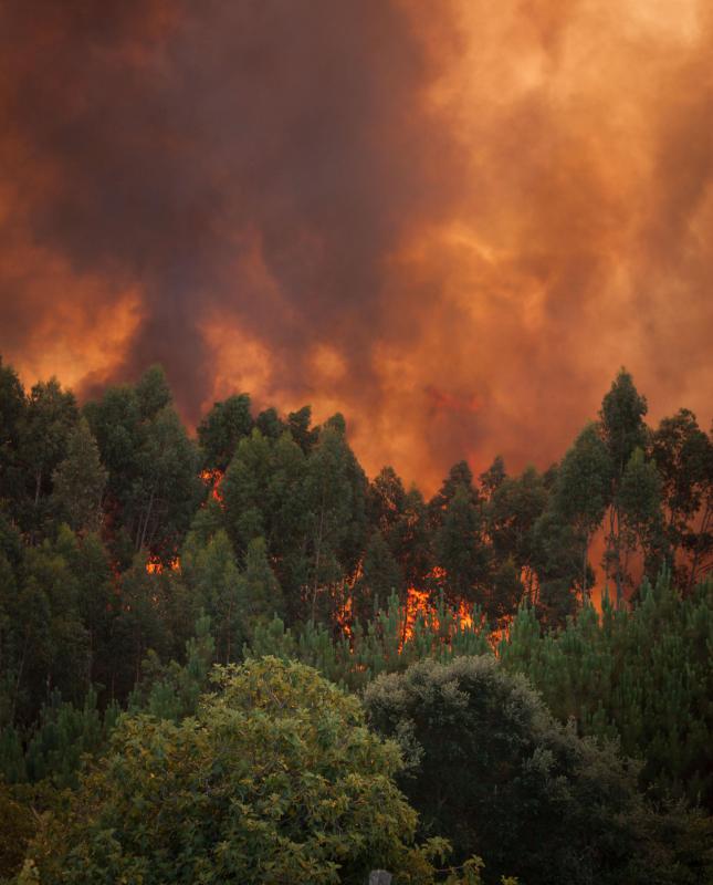 Dry lightning causes hundreds of wildfires each year.