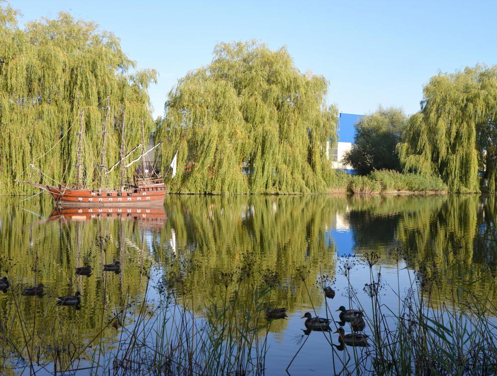 Willow trees are known for their long, trailing branches.