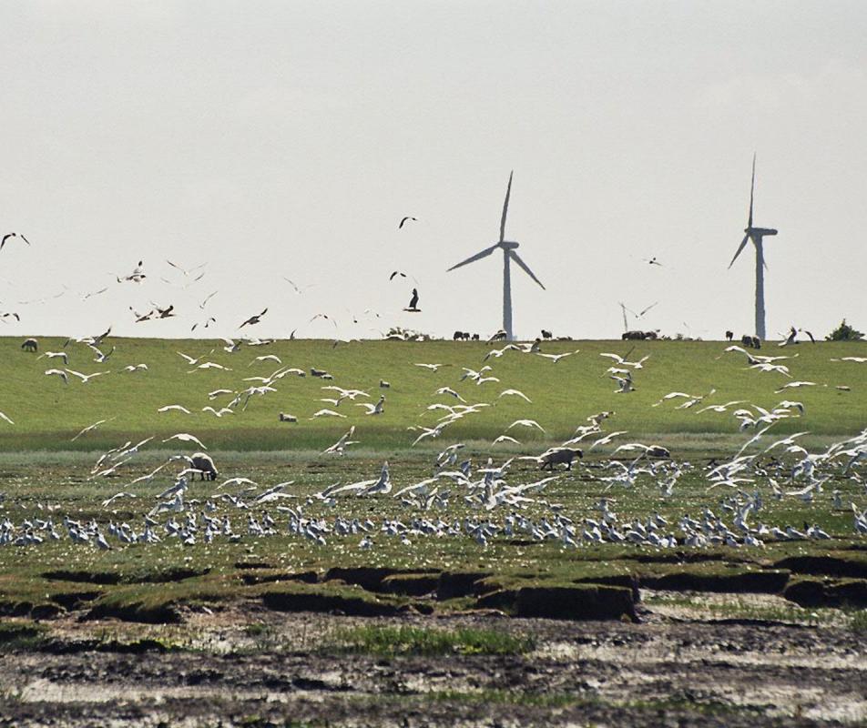 One downside of wind energy is certain types of birds face population depletion when they live near wind farms.