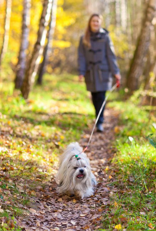 Going for longer walks can help dogs lose weight.
