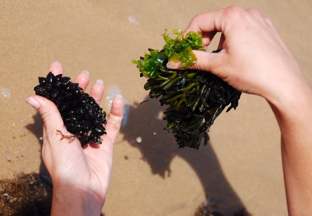 Some types of algae are consumed as food, while others are used to make a variety of products.
