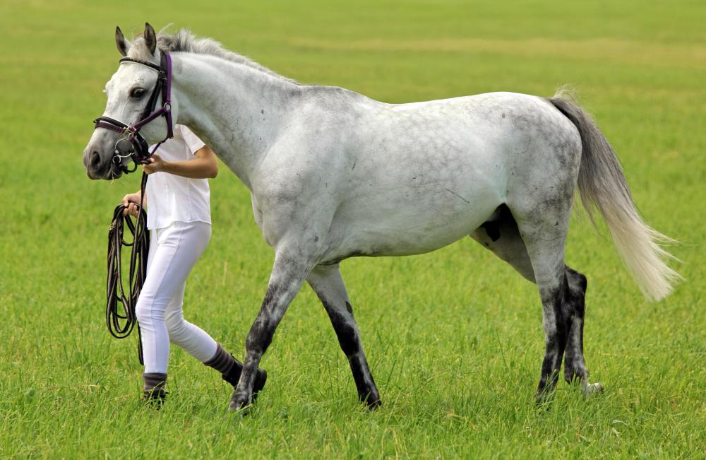 Horse trainers need to understand the individual characteristics of a horse.