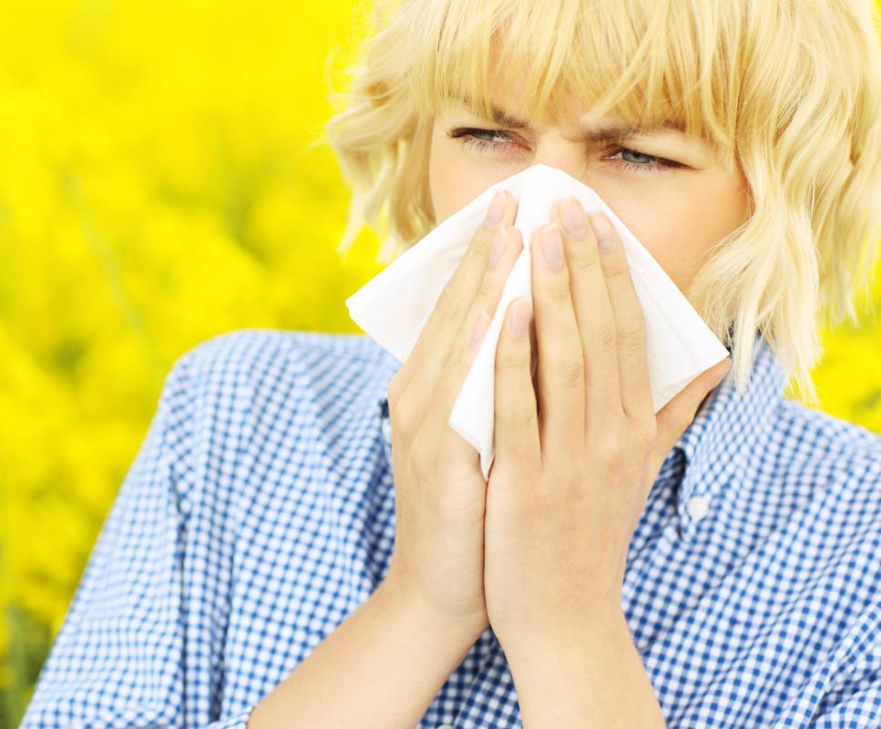 Some allergy sufferers may sniffle and sneeze around timothy hay.
