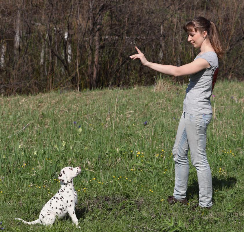 Some people need to get to know their puppy's personality before naming it.