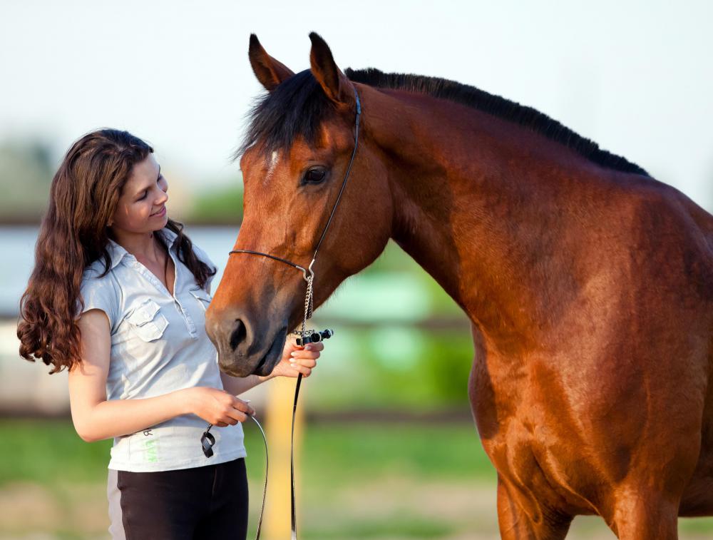Colts that are not castrated are referred to as stallions or full horses, and they are often used for breeding.
