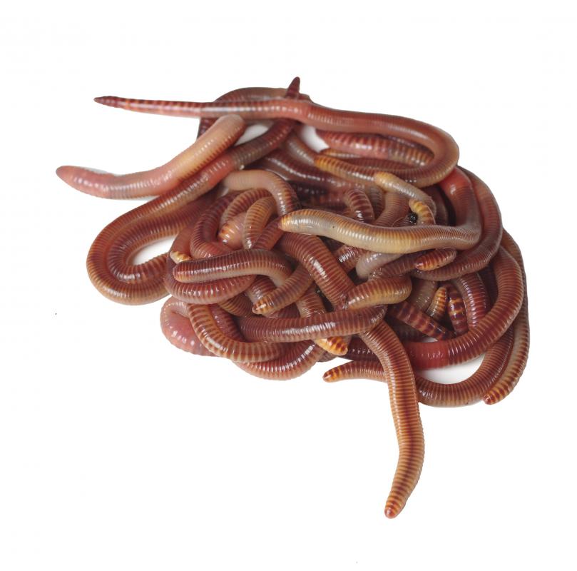 Blind snakes share many characteristics with both regular snakes and earthworms.