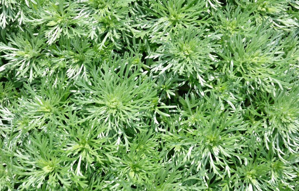 Wormwood is an herb used in making absinthe and can also be included in herbal remedies that aid digestion.