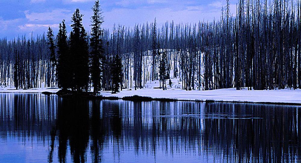 Trout being introduced to Yellowstone Lake is a good example of the top predator in an ecosystem becoming the dominant species.