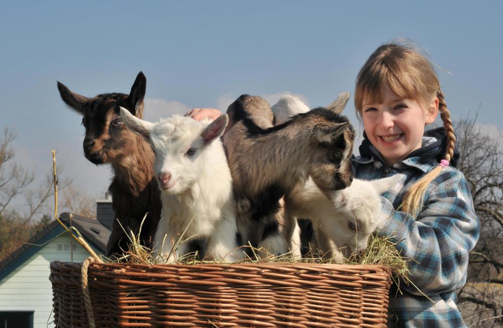 Young girl with baby goats.
