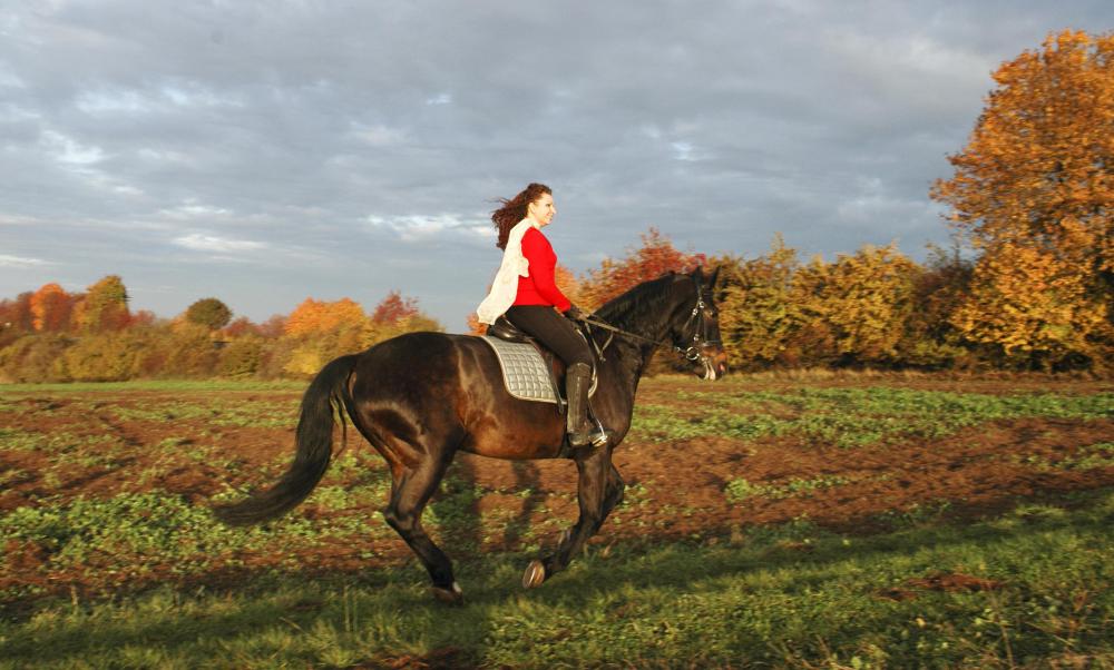 Hanoverian horses are a common example of a warmblood horse.