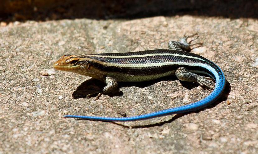 blue tail lizard