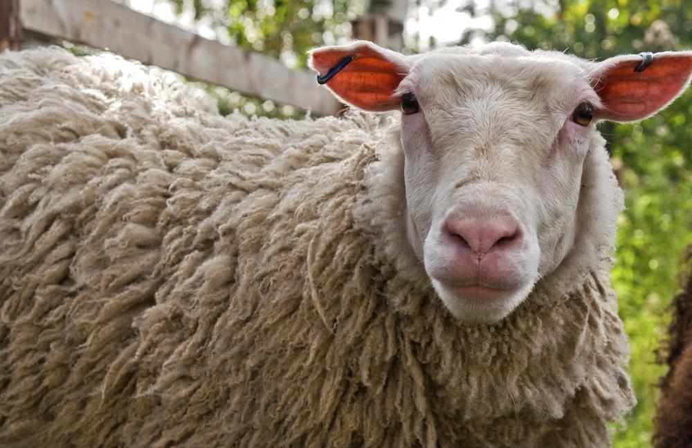 What are the Basics of Sheep Farming? (with pictures) What are the Basics of Sheep Farming? (with pictures)