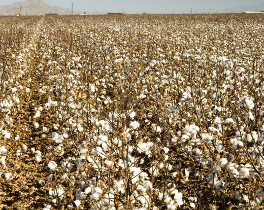 Cotton field ready to be harvested.